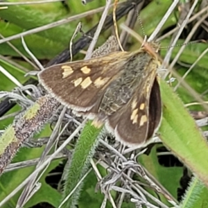 Trapezites luteus at Lyneham, ACT - 17 Nov 2022 11:46 AM