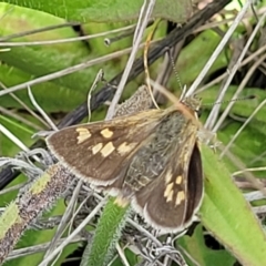 Trapezites luteus at Lyneham, ACT - 17 Nov 2022 11:46 AM