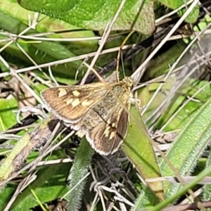 Trapezites luteus at Lyneham, ACT - 17 Nov 2022 11:46 AM