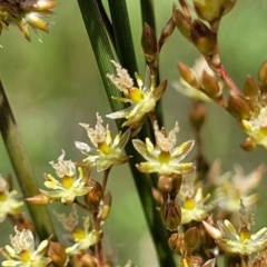 Juncus usitatus (Common Rush) at Lyneham, ACT - 17 Nov 2022 by trevorpreston