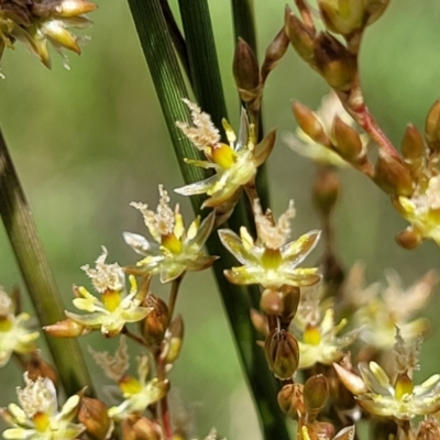 Juncus usitatus (Common Rush) at Crace Grasslands - 17 Nov 2022 by trevorpreston