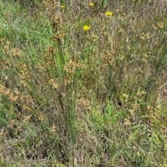 Juncus usitatus at Lyneham, ACT - 17 Nov 2022 11:44 AM