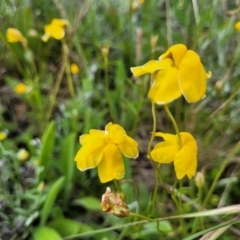 Goodenia pinnatifida (Scrambled Eggs) at Crace Grasslands - 17 Nov 2022 by trevorpreston