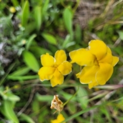 Goodenia pinnatifida at Lyneham, ACT - 17 Nov 2022 11:42 AM