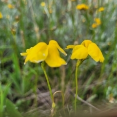 Goodenia pinnatifida at Lyneham, ACT - 17 Nov 2022 11:42 AM