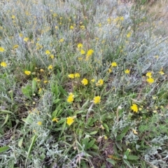 Goodenia pinnatifida at Lyneham, ACT - 17 Nov 2022