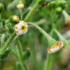 Hackelia suaveolens (Sweet Hounds Tongue) at Crace Grasslands - 17 Nov 2022 by trevorpreston