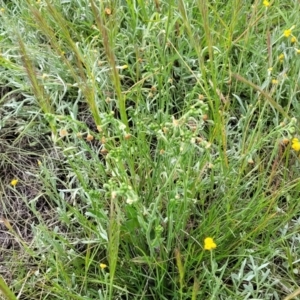 Hackelia suaveolens at Lyneham, ACT - 17 Nov 2022 11:38 AM