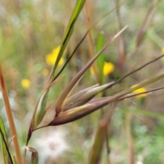 Themeda triandra (Kangaroo Grass) at Lyneham, ACT - 17 Nov 2022 by trevorpreston