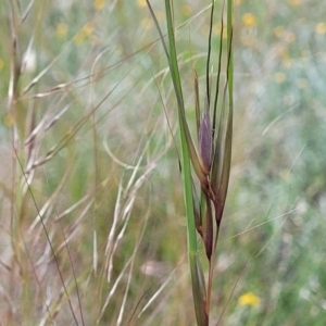 Themeda triandra at Lyneham, ACT - 17 Nov 2022