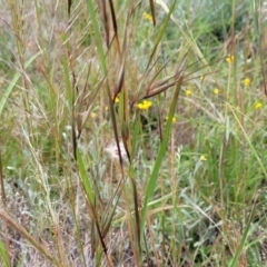 Themeda triandra at Lyneham, ACT - 17 Nov 2022