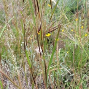 Themeda triandra at Lyneham, ACT - 17 Nov 2022