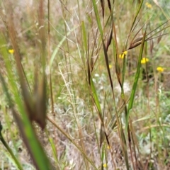 Themeda triandra at Lyneham, ACT - 17 Nov 2022