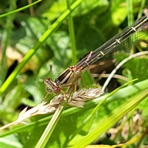 Xanthagrion erythroneurum at Lyneham, ACT - 17 Nov 2022