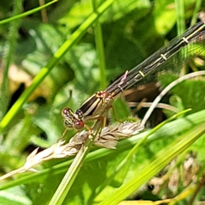 Xanthagrion erythroneurum (Red & Blue Damsel) at Crace Grasslands - 17 Nov 2022 by trevorpreston