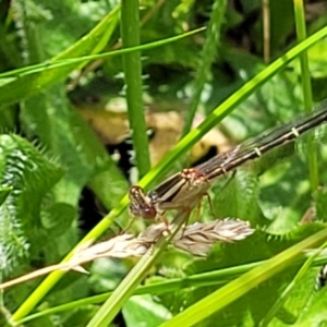 Xanthagrion erythroneurum at Lyneham, ACT - 17 Nov 2022