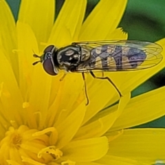 Simosyrphus grandicornis (Common hover fly) at Lyneham, ACT - 17 Nov 2022 by trevorpreston