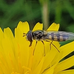 Simosyrphus grandicornis at Lyneham, ACT - 17 Nov 2022