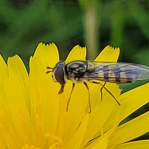 Simosyrphus grandicornis at Lyneham, ACT - 17 Nov 2022 11:28 AM