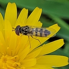 Simosyrphus grandicornis at Lyneham, ACT - 17 Nov 2022