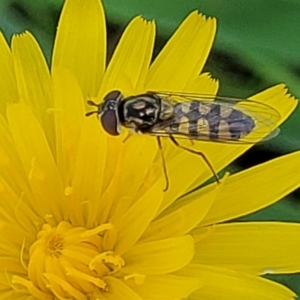 Simosyrphus grandicornis at Lyneham, ACT - 17 Nov 2022