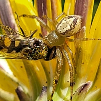 Lehtinelagia prasina (Leek-green flower spider) at Lyneham, ACT - 17 Nov 2022 by trevorpreston