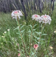 Pimelea treyvaudii (Grey Riceflower) at Paddys River, ACT - 15 Nov 2022 by RosD