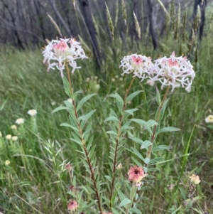 Pimelea treyvaudii at Paddys River, ACT - 15 Nov 2022