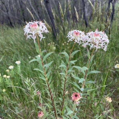 Pimelea treyvaudii (Grey Riceflower) at Tidbinbilla Nature Reserve - 15 Nov 2022 by RosD