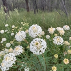 Pimelea treyvaudii at Paddys River, ACT - 15 Nov 2022