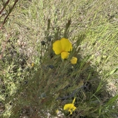 Gompholobium huegelii (pale wedge–pea) at Cook, ACT - 17 Nov 2022 by lbradley