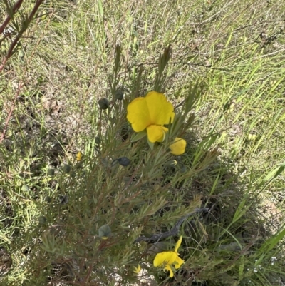 Gompholobium huegelii (Pale Wedge Pea) at Cook, ACT - 17 Nov 2022 by lbradley