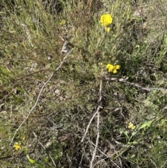 Gompholobium huegelii at Cook, ACT - 17 Nov 2022