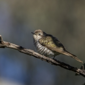 Chrysococcyx basalis at Pialligo, ACT - 17 Nov 2022