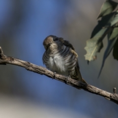 Chrysococcyx basalis at Pialligo, ACT - 17 Nov 2022