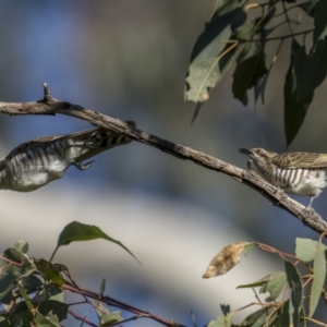 Chrysococcyx basalis at Pialligo, ACT - 17 Nov 2022