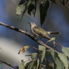 Chrysococcyx basalis at Pialligo, ACT - 17 Nov 2022