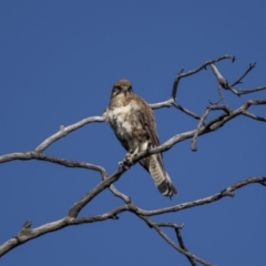 Falco berigora (Brown Falcon) at Pialligo, ACT - 16 Nov 2022 by trevsci