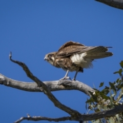 Falco berigora at Pialligo, ACT - 17 Nov 2022