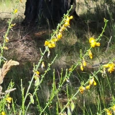 Cytisus scoparius subsp. scoparius (Scotch Broom, Broom, English Broom) at Isaacs Ridge and Nearby - 17 Nov 2022 by Mike