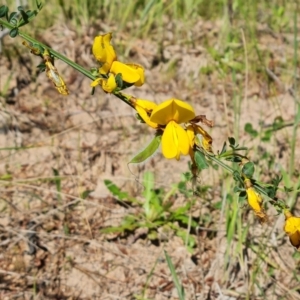 Cytisus scoparius subsp. scoparius at Isaacs, ACT - 17 Nov 2022