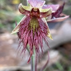 Calochilus paludosus (Strap Beard Orchid) at Bungendore, NSW - 16 Nov 2022 by AJB