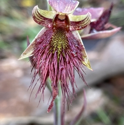 Calochilus paludosus (Strap Beard Orchid) at Bungendore, NSW - 16 Nov 2022 by AJB