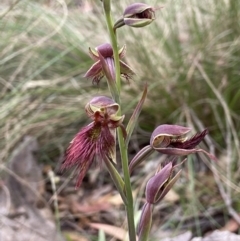 Calochilus paludosus at Bungendore, NSW - suppressed