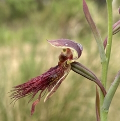 Calochilus paludosus at Bungendore, NSW - suppressed