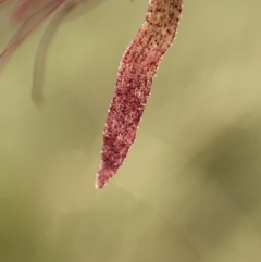 Calochilus paludosus at Bungendore, NSW - suppressed