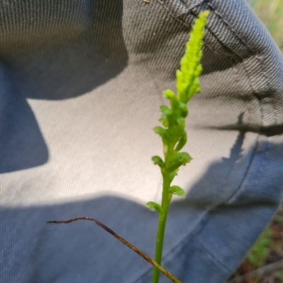 Microtis sp. (Onion Orchid) at Isaacs Ridge and Nearby - 17 Nov 2022 by Mike