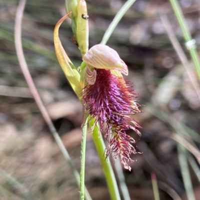 Calochilus platychilus (Purple Beard Orchid) at Mulloon, NSW - 16 Nov 2022 by AJB