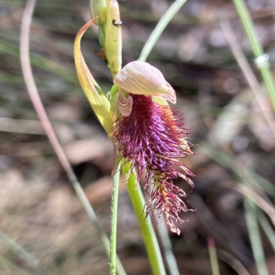 Calochilus platychilus (Purple Beard Orchid) at Mulloon, NSW - 16 Nov 2022 by AJB