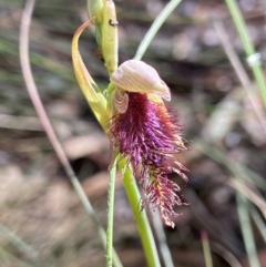 Calochilus platychilus (Purple Beard Orchid) at Mulloon, NSW - 16 Nov 2022 by AJB